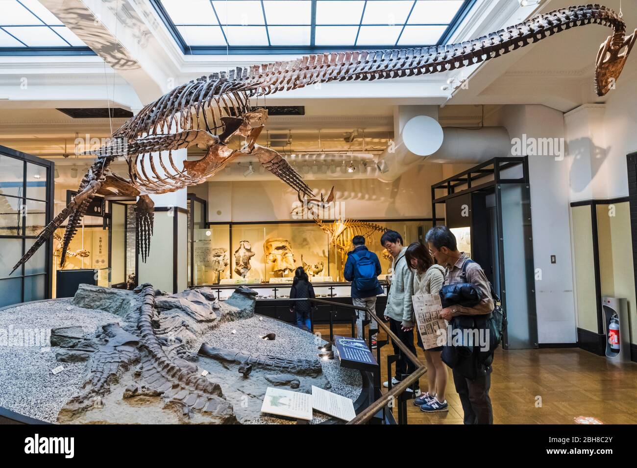 Japan, Honshu, Tokyo, Hibiya, Ueno Park, National Museum of Nature and Science, Exhibit of a Replica Futabasaurus Suzukii Sea Creature Stock Photo