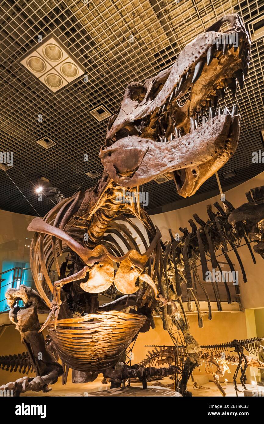 Japan, Honshu, Tokyo, Hibiya, Ueno Park, National Museum of Nature and Science, Exhibit of Tyrannosaurus Rex Dinosaur Stock Photo