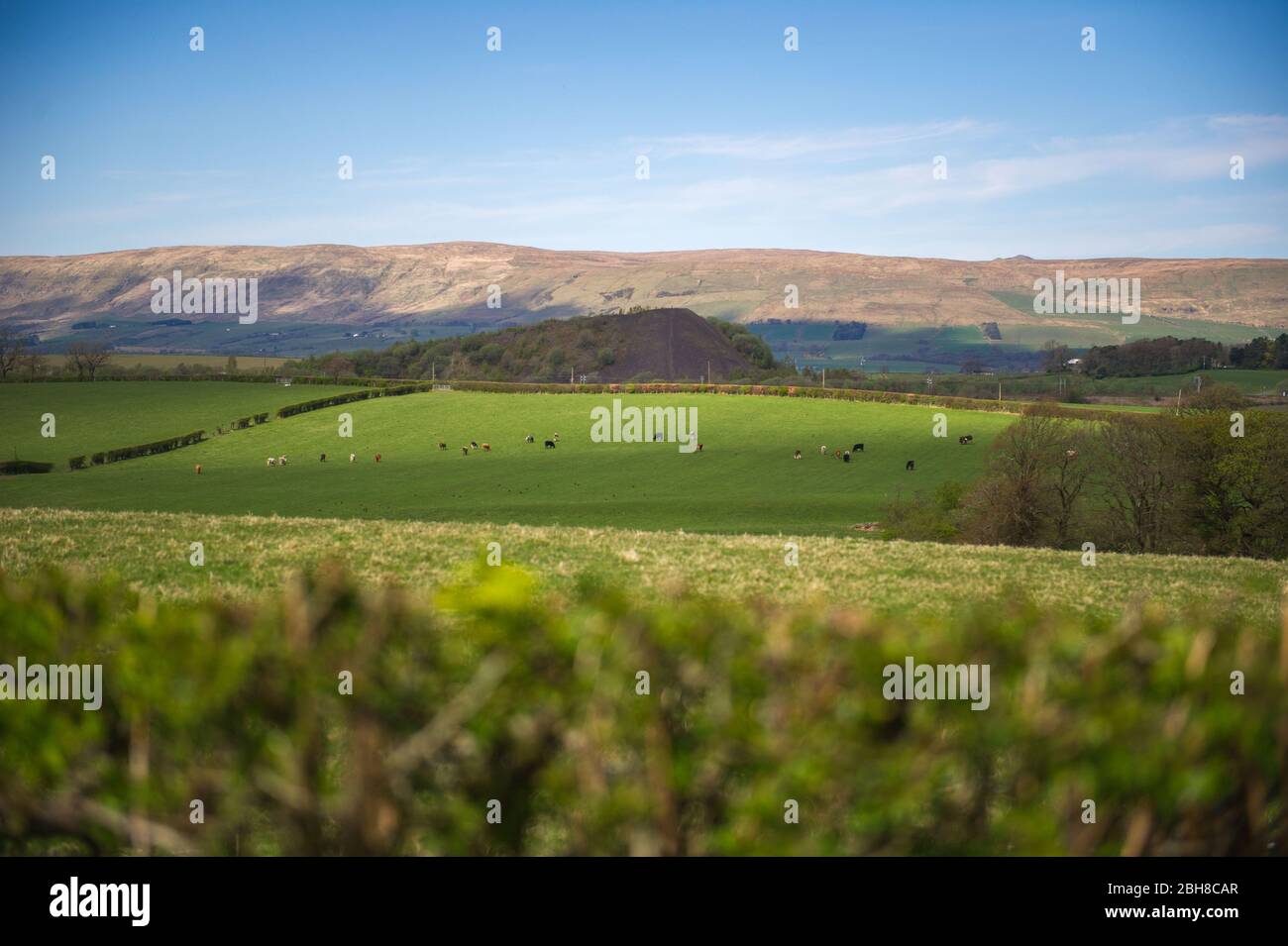 Cumbernauld, UK. 24th Apr, 2020. Pictured: Herd of cows battle out the sweltering heat under the scorching afternoon sunshine in the Scottish countryside underneath the Campsie Fells. Hot afternoon sunshine out in the countryside just outside of Cumbernauld in North Lanarkshire. Credit: Colin Fisher/Alamy Live News Stock Photo