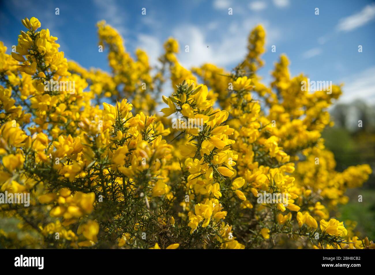 Cumbernauld, UK. 24th Apr, 2020. Pictured: Gorse bushes bloom with bright yellow flowers which mask the jaggy thorns which this shrub is known for. Hot afternoon sunshine out in the countryside just outside of Cumbernauld in North Lanarkshire. Credit: Colin Fisher/Alamy Live News Stock Photo
