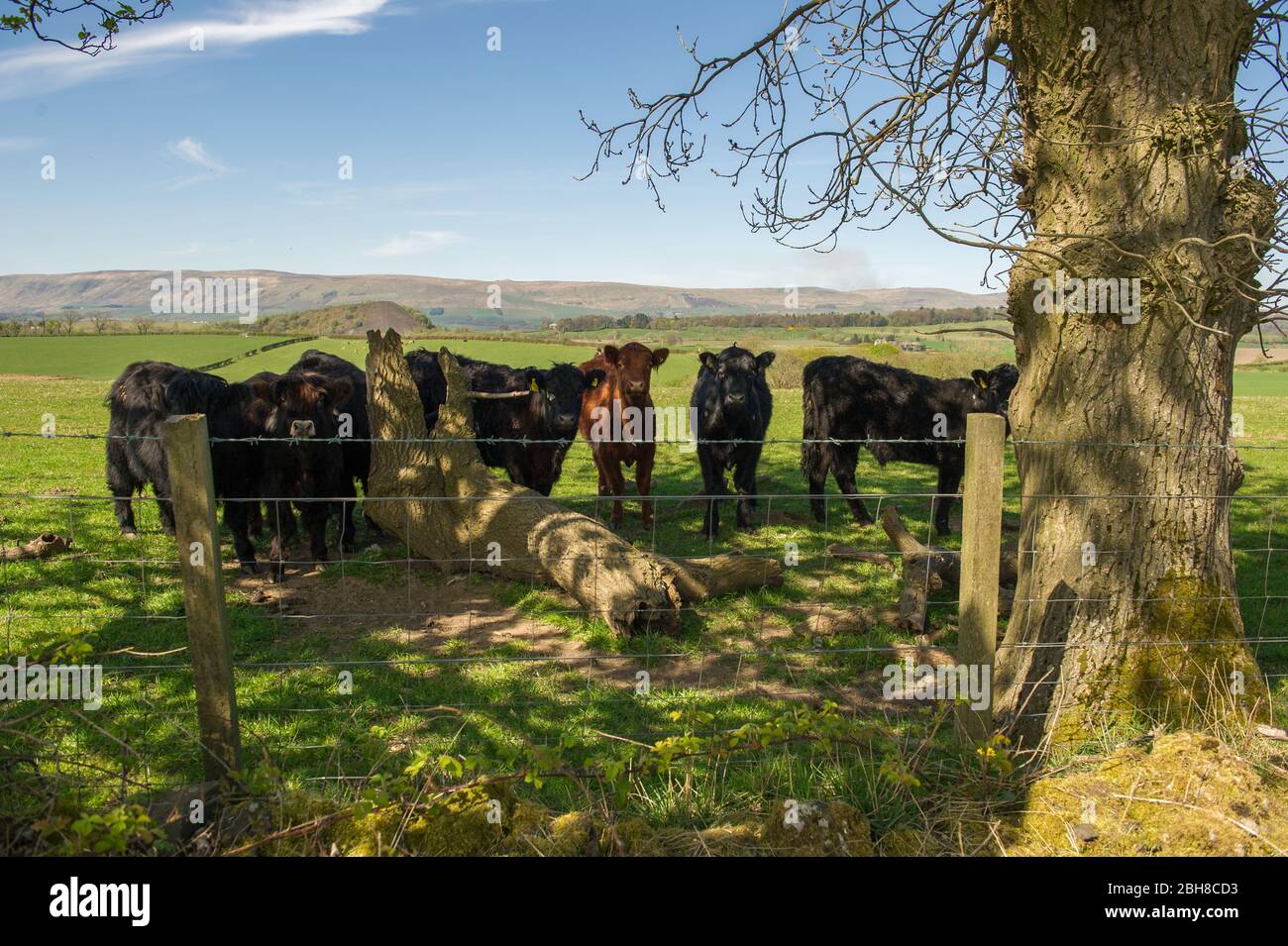 Cumbernauld, UK. 24th Apr, 2020. Pictured: Young cows take shelter under a tree from the afternoon scorching sun. Hot afternoon sunshine out in the countryside just outside of Cumbernauld in North Lanarkshire. Credit: Colin Fisher/Alamy Live News Stock Photo