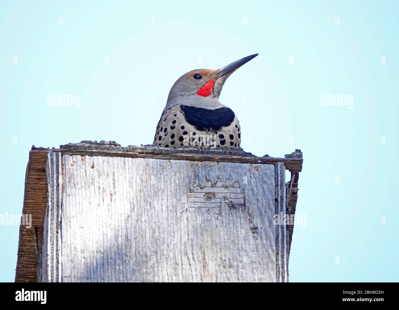 Detail of a Northern flicker, Colaptes auratus, on top of an unused birdhouse in central Oregon. Stock Photo