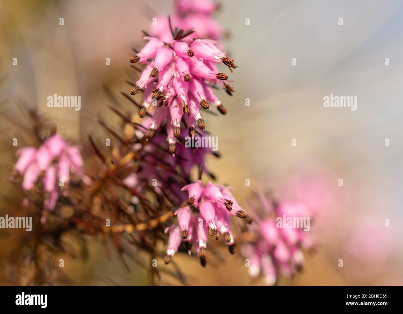 Erica carnea or winter heath, winter-flowering heather, spring heath, alpine heath. Evergreen wild flowers. Horizontal photo with copy space. Stock Photo