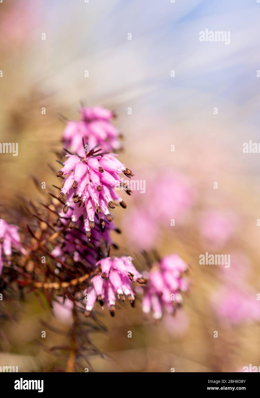 Erica carnea or winter heath, winter-flowering heather, spring heath, alpine heath. Evergreen wild flowers. Vertical photo with copy space. Stock Photo