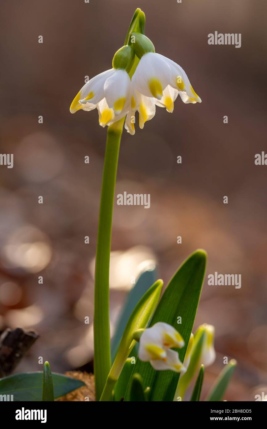 Leucojum vernum, called spring snowflake. Vertical photo of flowers. Spring-flowering  bulbous plant. Harbinger of spring. Stock Photo