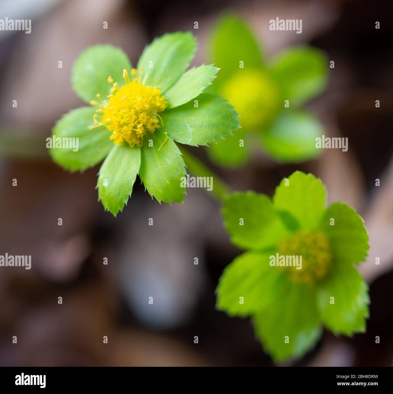 Beautiful close up photo of Hacquetia epipactis. Green flower head with tiny yellow florets. Stock Photo