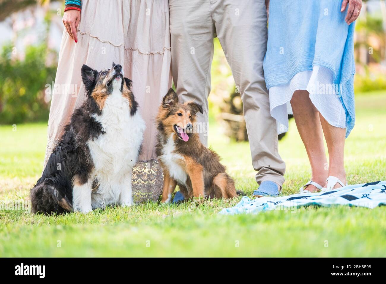 family portraits with people cutted out and focus on two puppy adorable dogs sitting in the meadow - outdoor friends stay together with dogs - friendship with human and animals concept Stock Photo