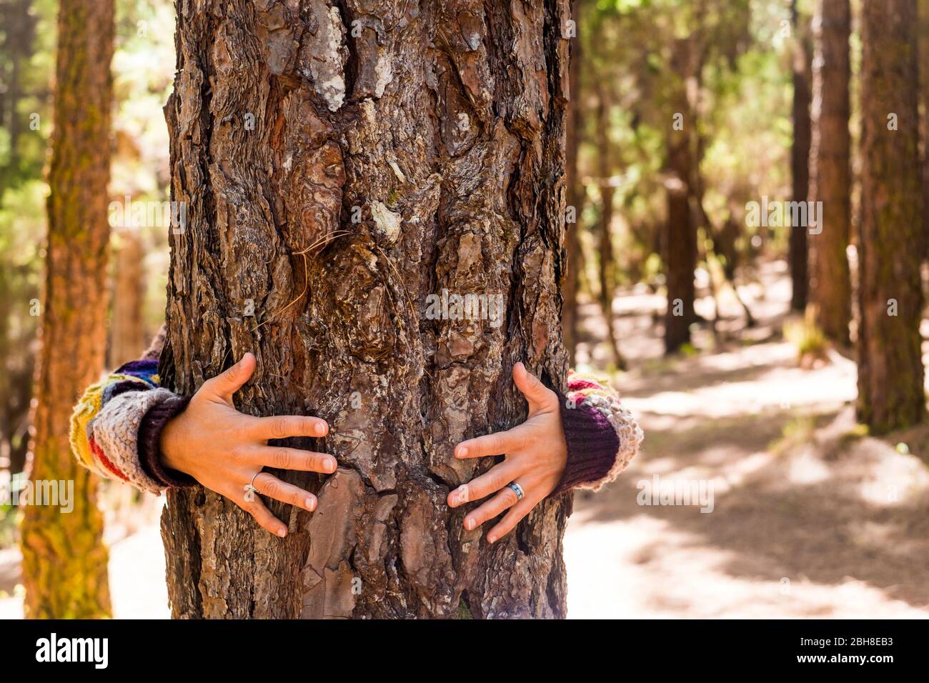 woman hands hug a pine in the forest for nature love and feeling and care and respect concept - no pollution and alternative outdoor pleasure lifestyle - happiness and contact with mother earth Stock Photo