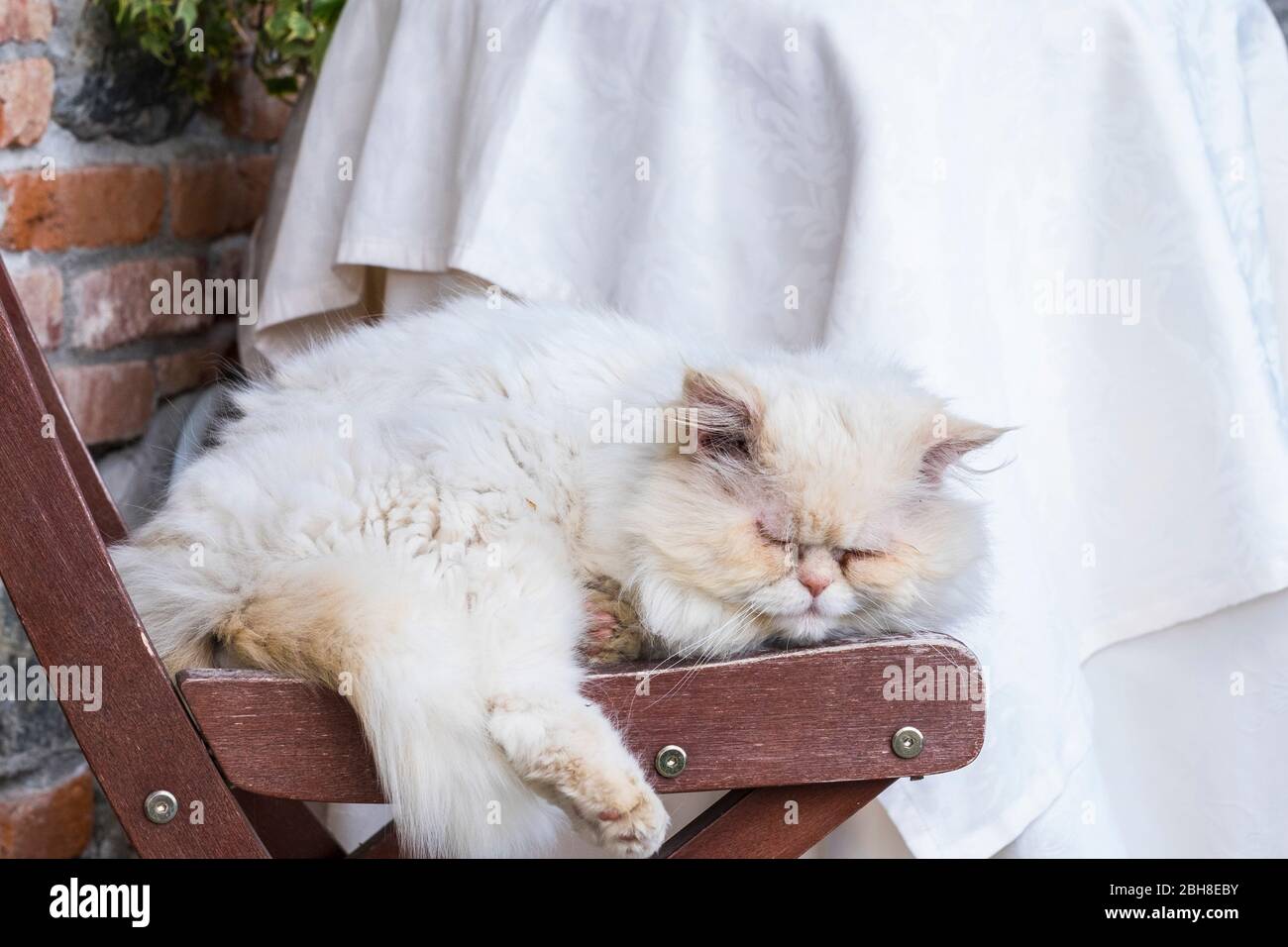 lazy white cat sleep on the chairs in a quiet day afternoon. country ...