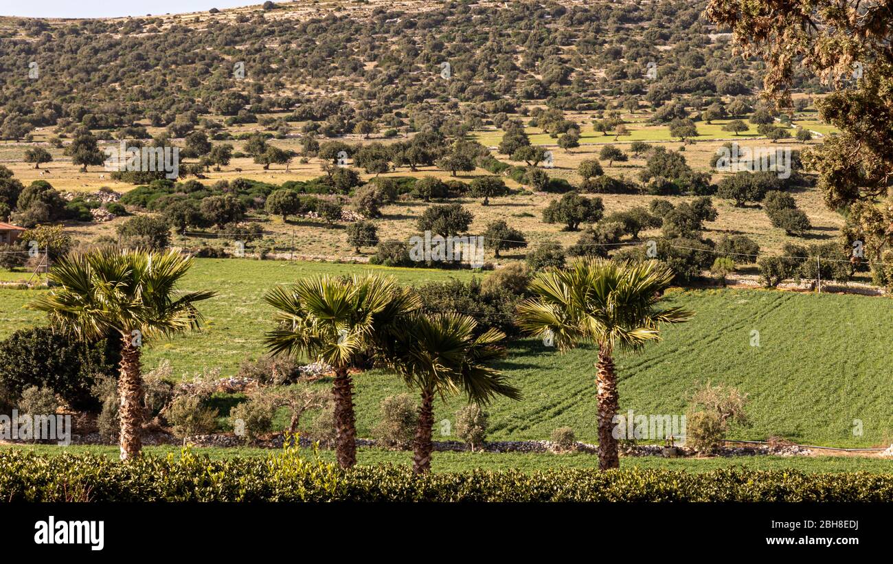 Sicily: expanse of olive trees in the green countryside Stock Photo - Alamy