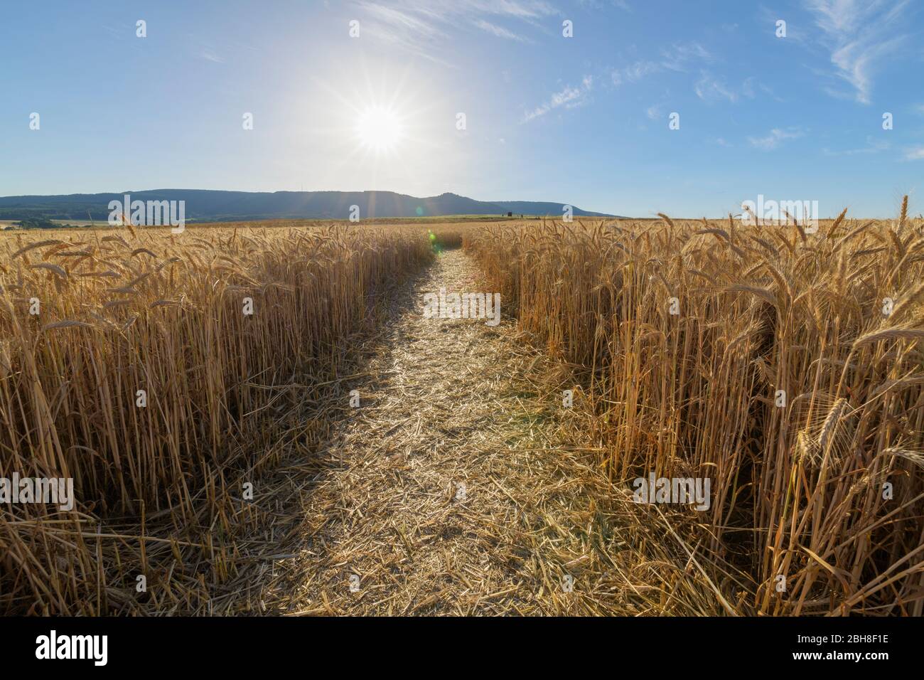 Path through grainfield with sun, Germerode, Werra-Meissner district, Hesse, Germany Stock Photo