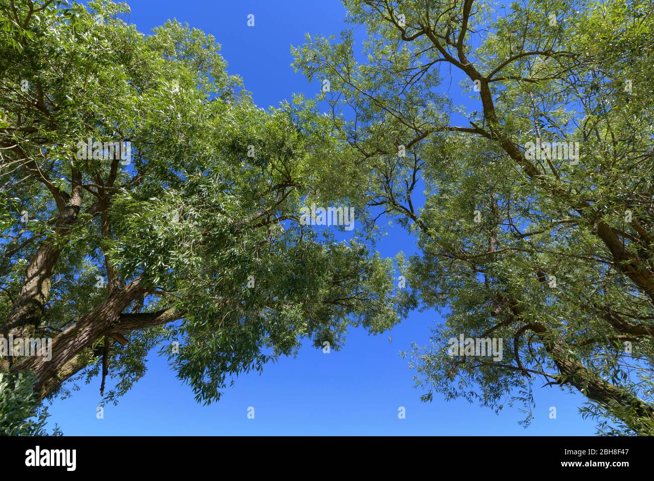 Look into the tops of two willow trees, Germerode, Werra-Meissner district, Hesse, Germany Stock Photo