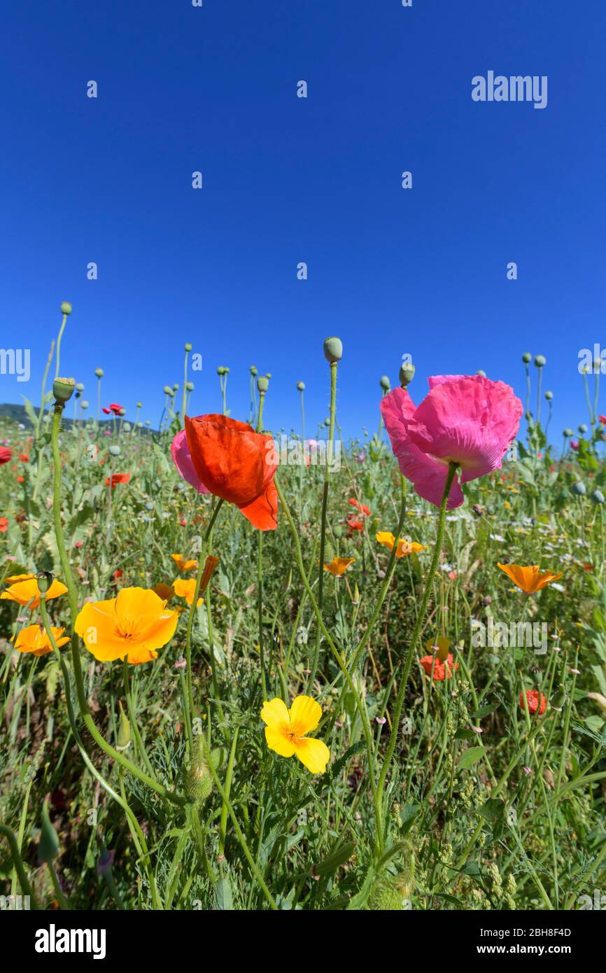 Blooming summer meadow with poppy, Germerode, Werra Meissner district, Hesse, Germany Stock Photo