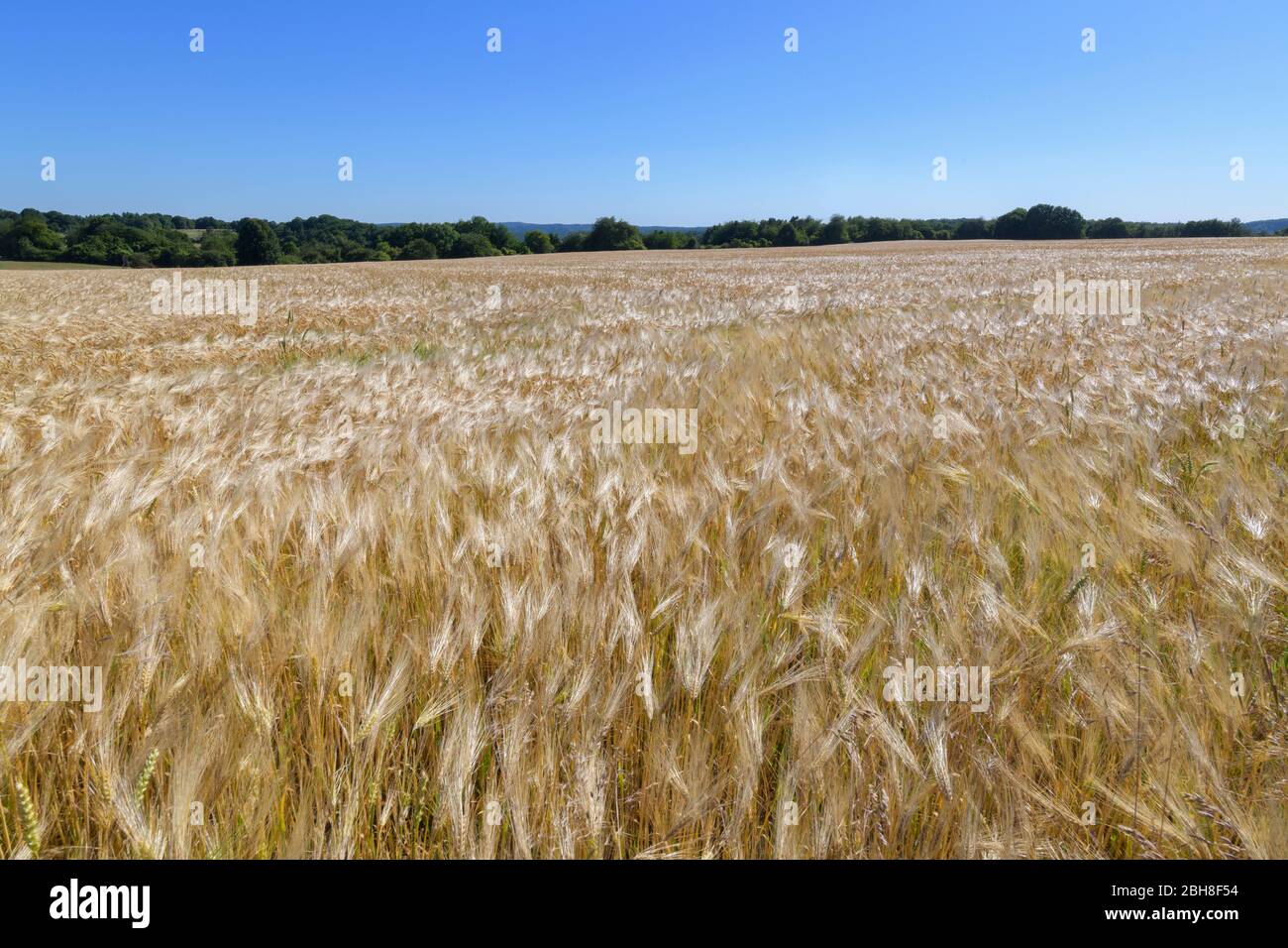 Barley field, Grandenborn, Ringgau, Werra-Meissner district, Hesse, Germany Stock Photo