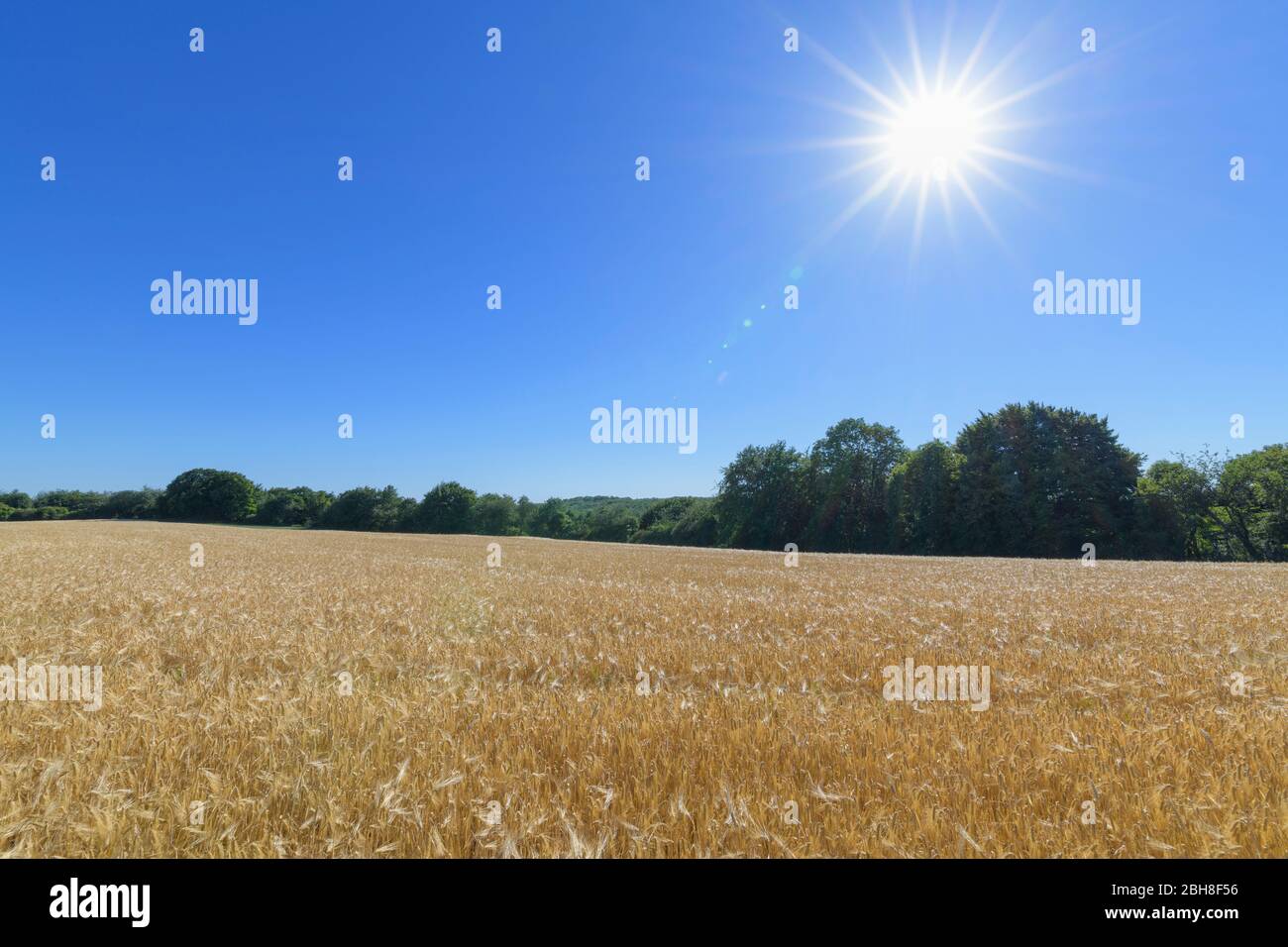 Barley field with sun, Grandenborn, Ringgau, Werra-Meissner district, Hesse, Germany Stock Photo