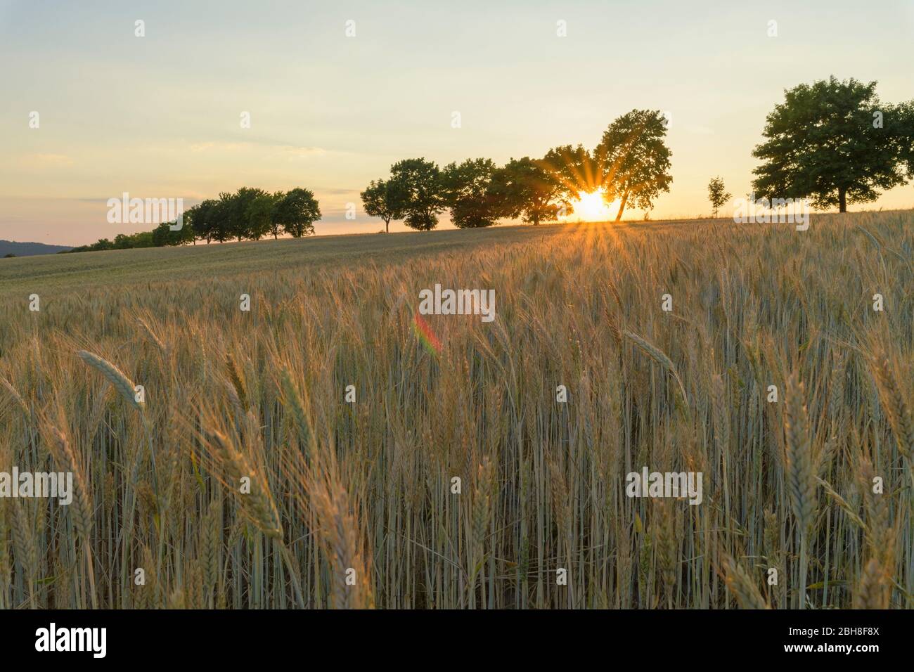 Grain Field With Trees High Resolution Stock Photography and Images - Alamy
