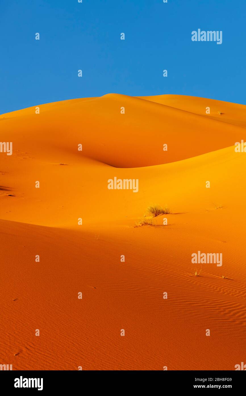 Erg Chebbi, Sanddünen, Südmarokko, Marokko, Al-Magreb, Afrika, Stock Photo