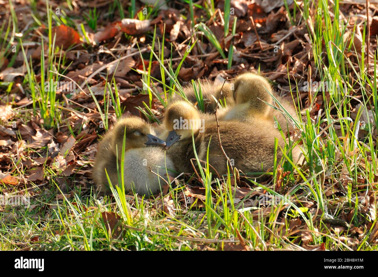 Greylag geese cubs, Anser anser, Munich, Bavaria, Germany Stock Photo