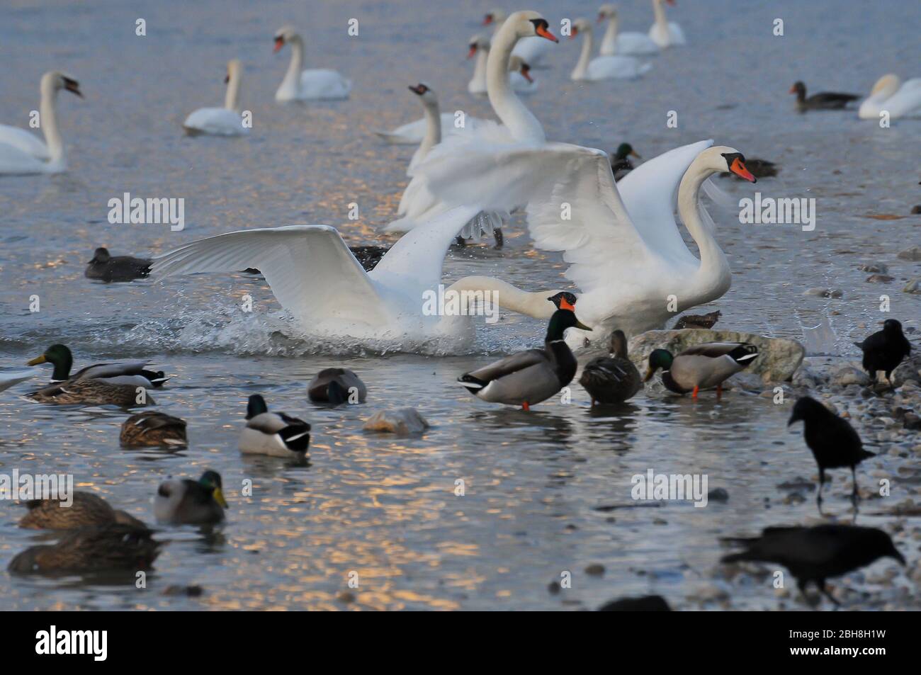 Mute swans on the river Isar, Cygnus olor, Munich, Bavaria, Germany Stock Photo