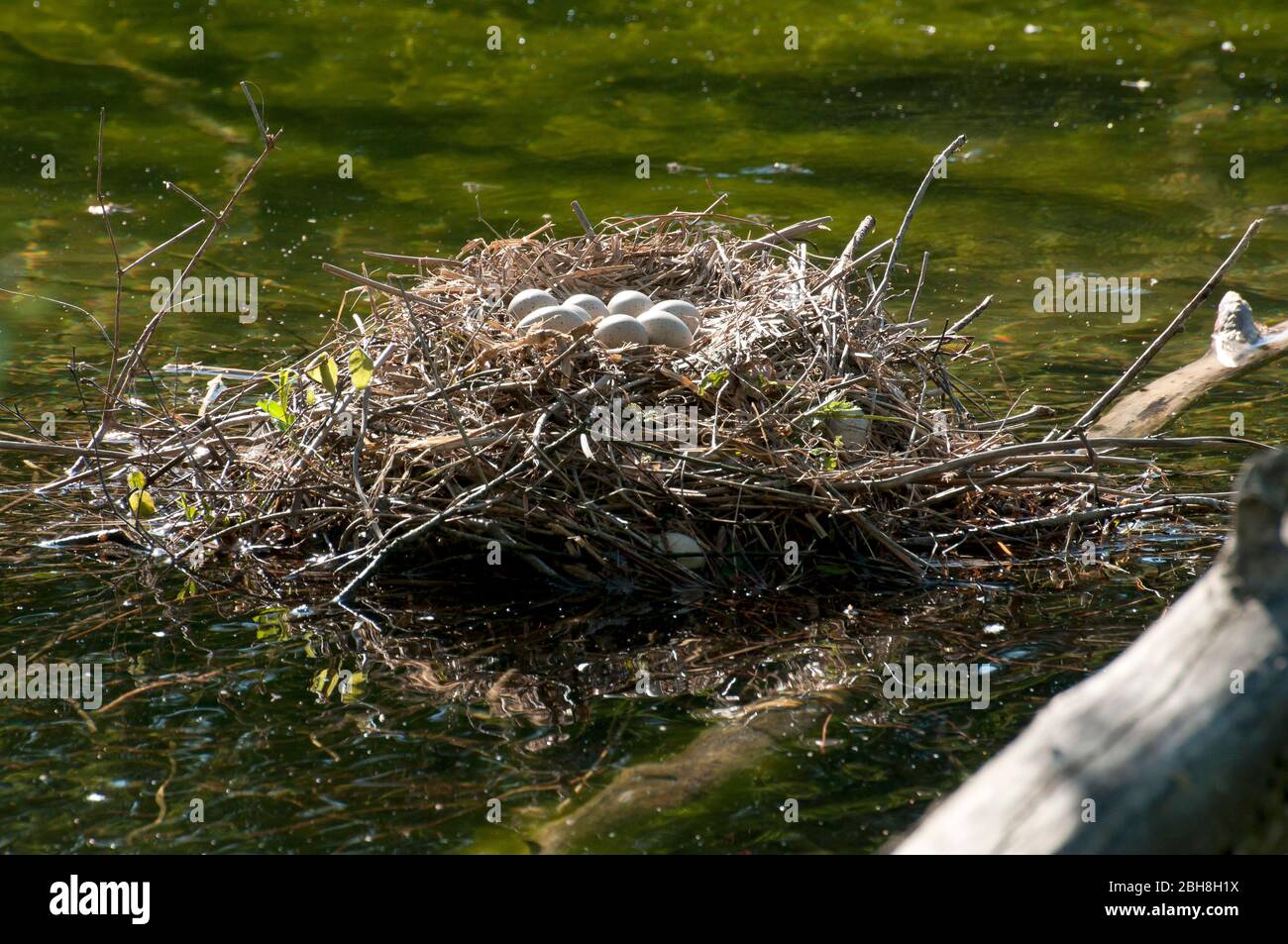 Coot, Fulica atra, eggs in nest, Bavaria, Germany Stock Photo