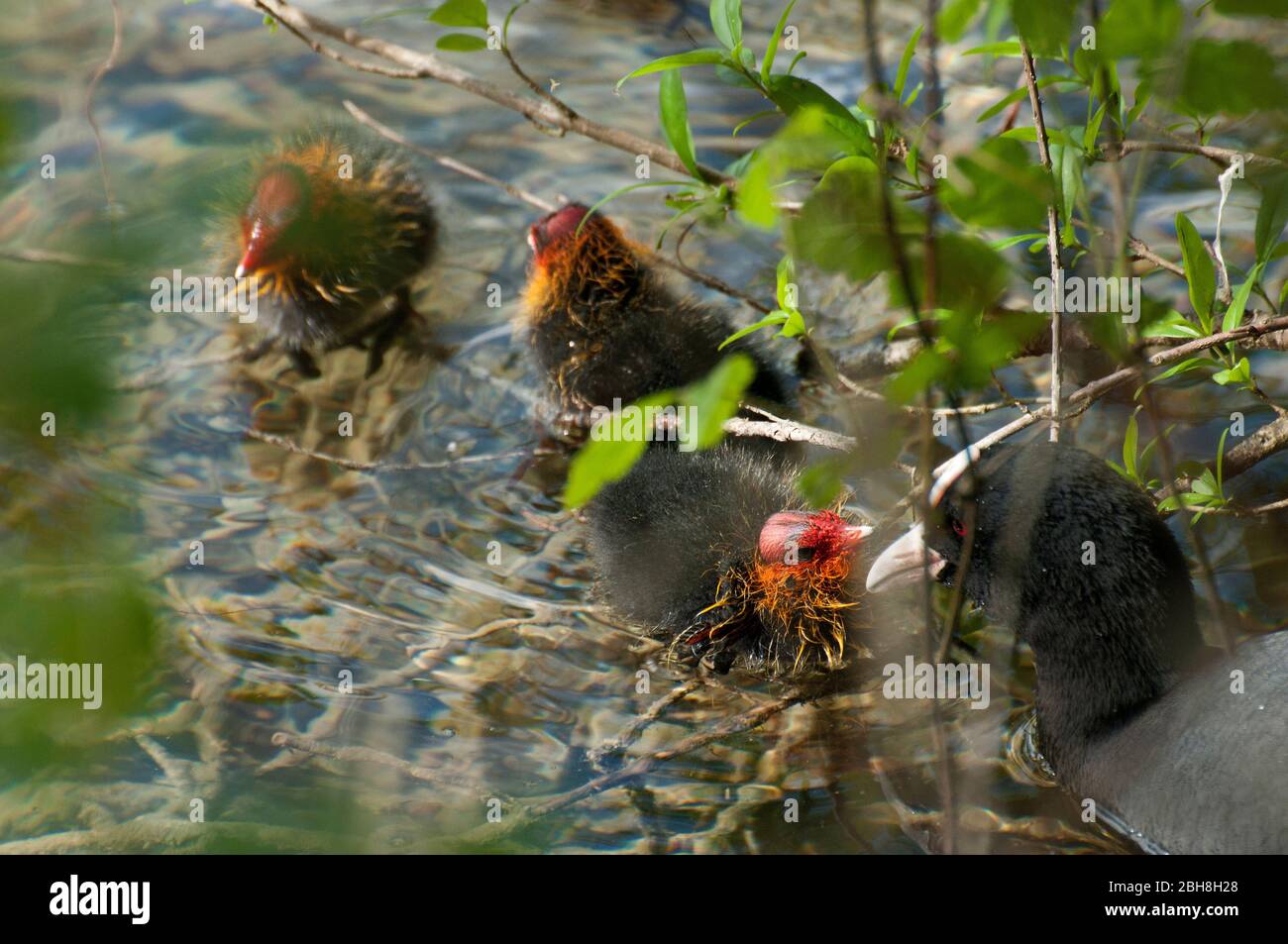 Coot, Fulica atra with chick, swimming at sea, Bavaria, Germany Stock Photo