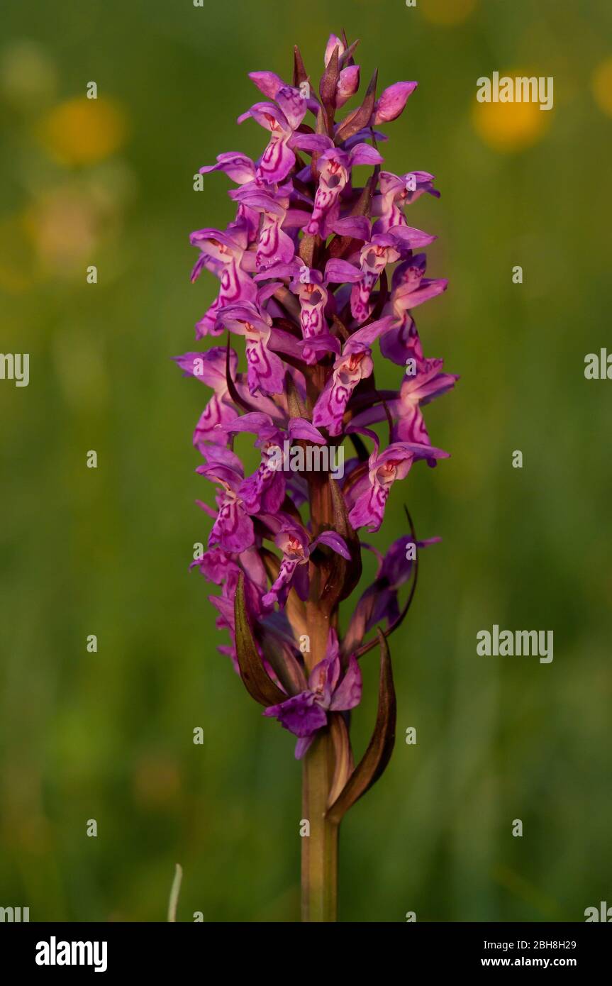 Heath spotted orchid, Dactylorhiza maculata, inflorescence, Bavaria, Germany Stock Photo