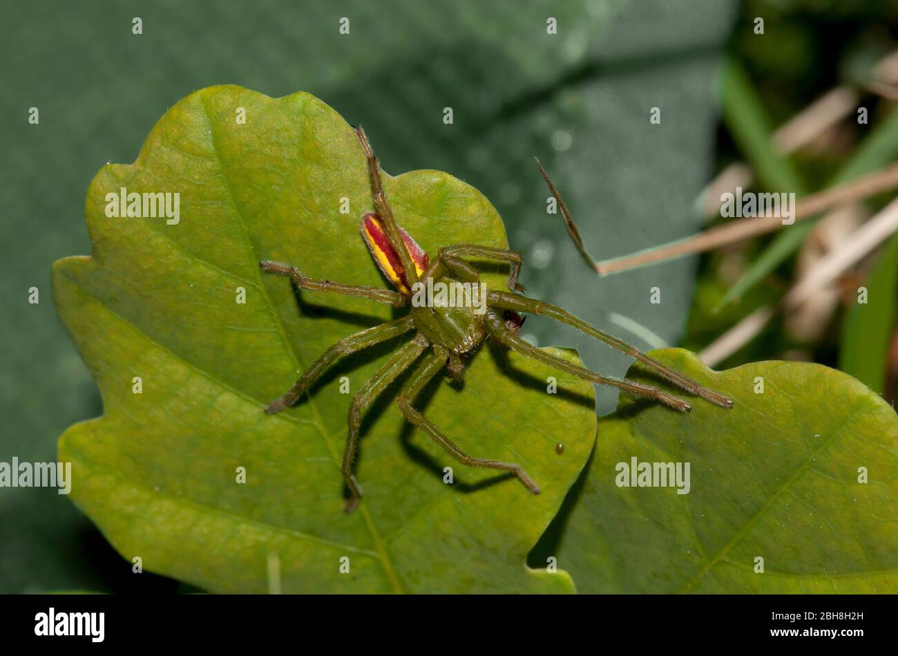 Green huntsman spider, Micrommata virescens, male sitting on oak leaf, Bavaria, Germany Stock Photo