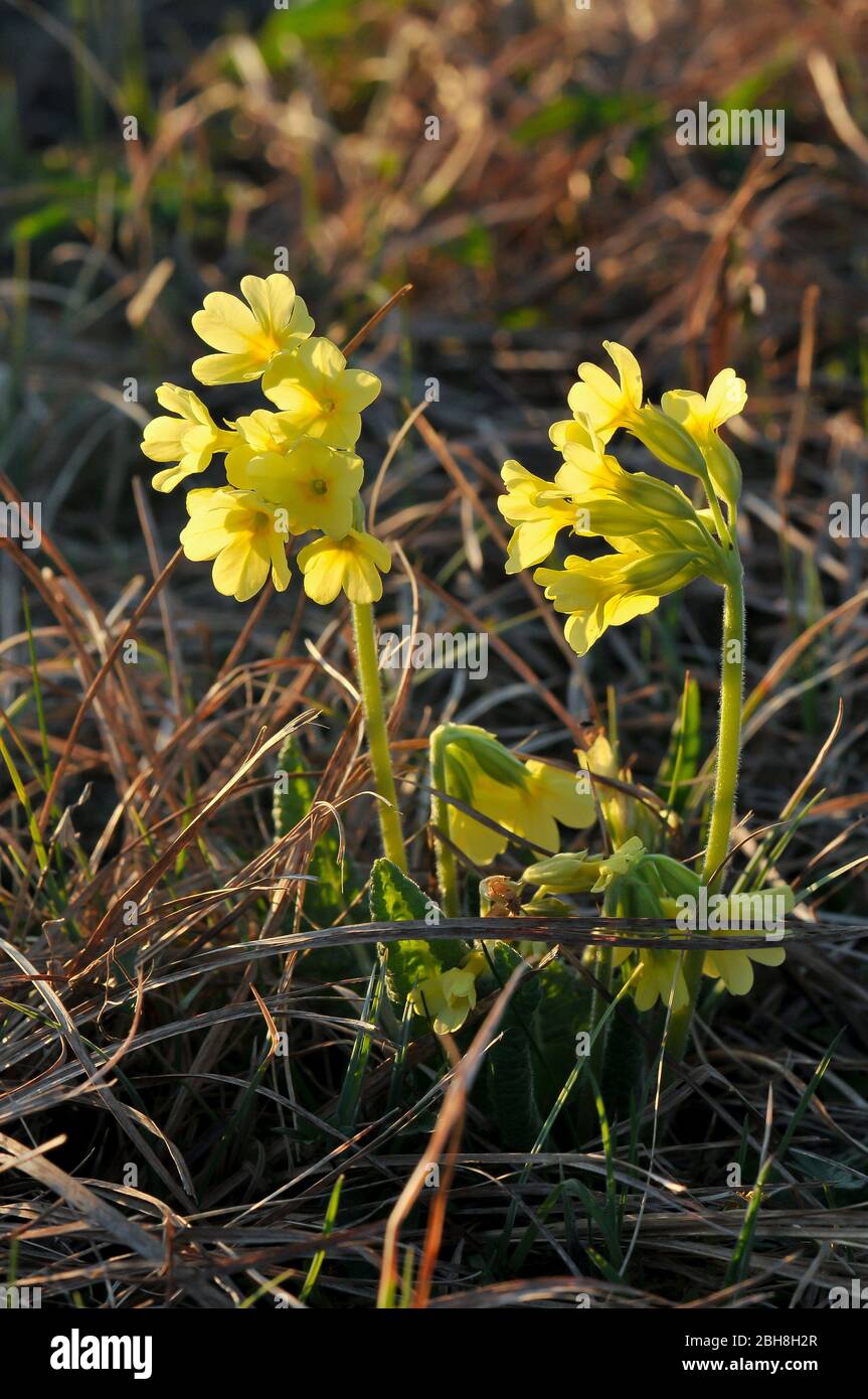 Common cowslip, Primula veris, in wetland, Bavaria, Germany Stock Photo