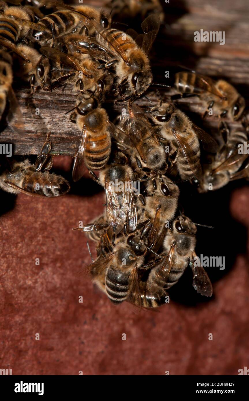 Beehive, Apiformes or Anthophila, entrance, Bavaria, Germany Stock ...