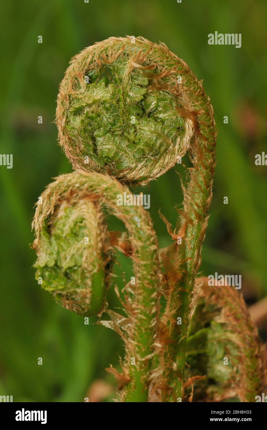 Young lady fern, Athyrium filix-femina, unfolds to the whole leaf, Bavaria, Germany Stock Photo