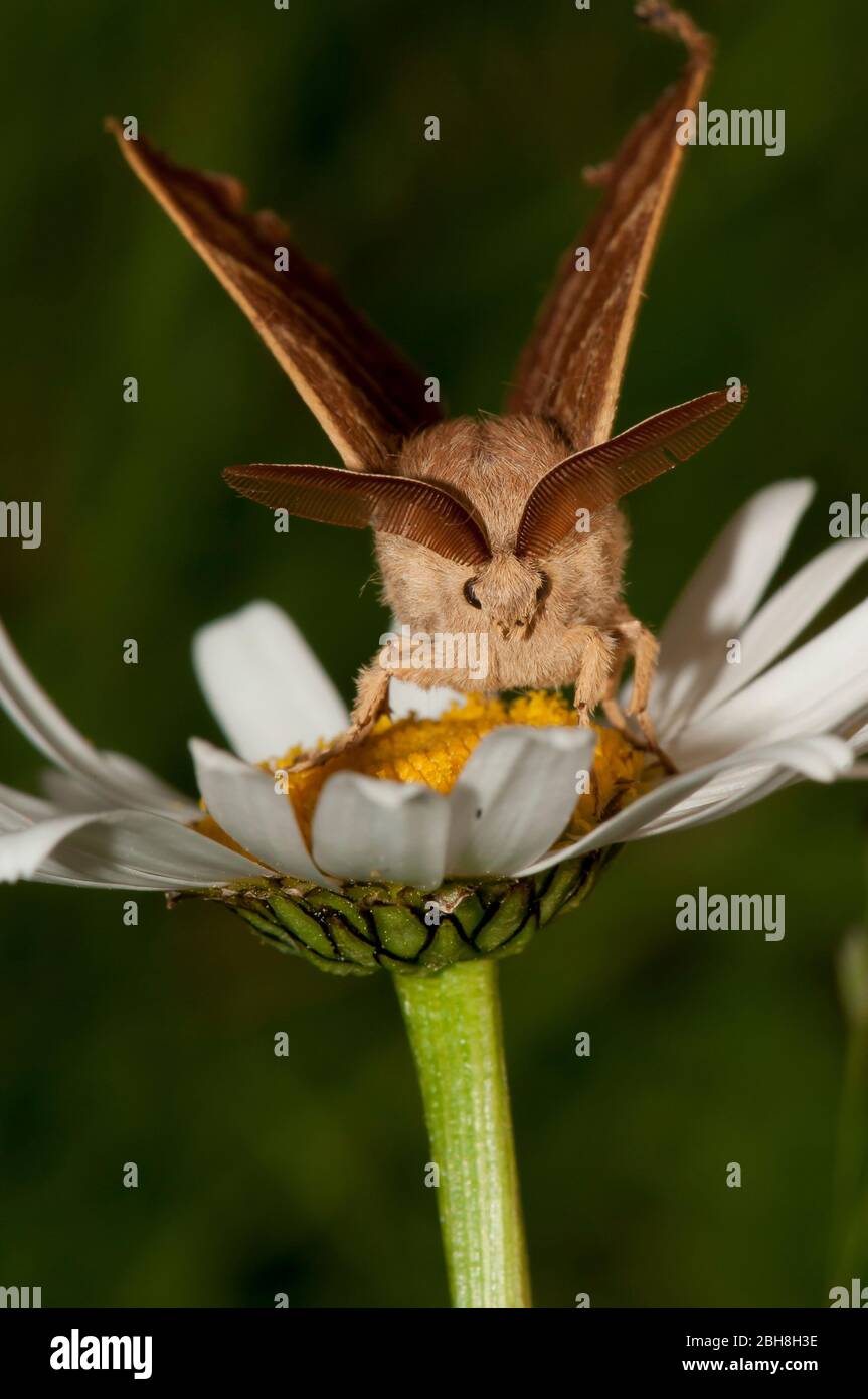 Fox moth, Macrothylacia rubi, sitting on oxeye daisy, Bavaria, Germany Stock Photo