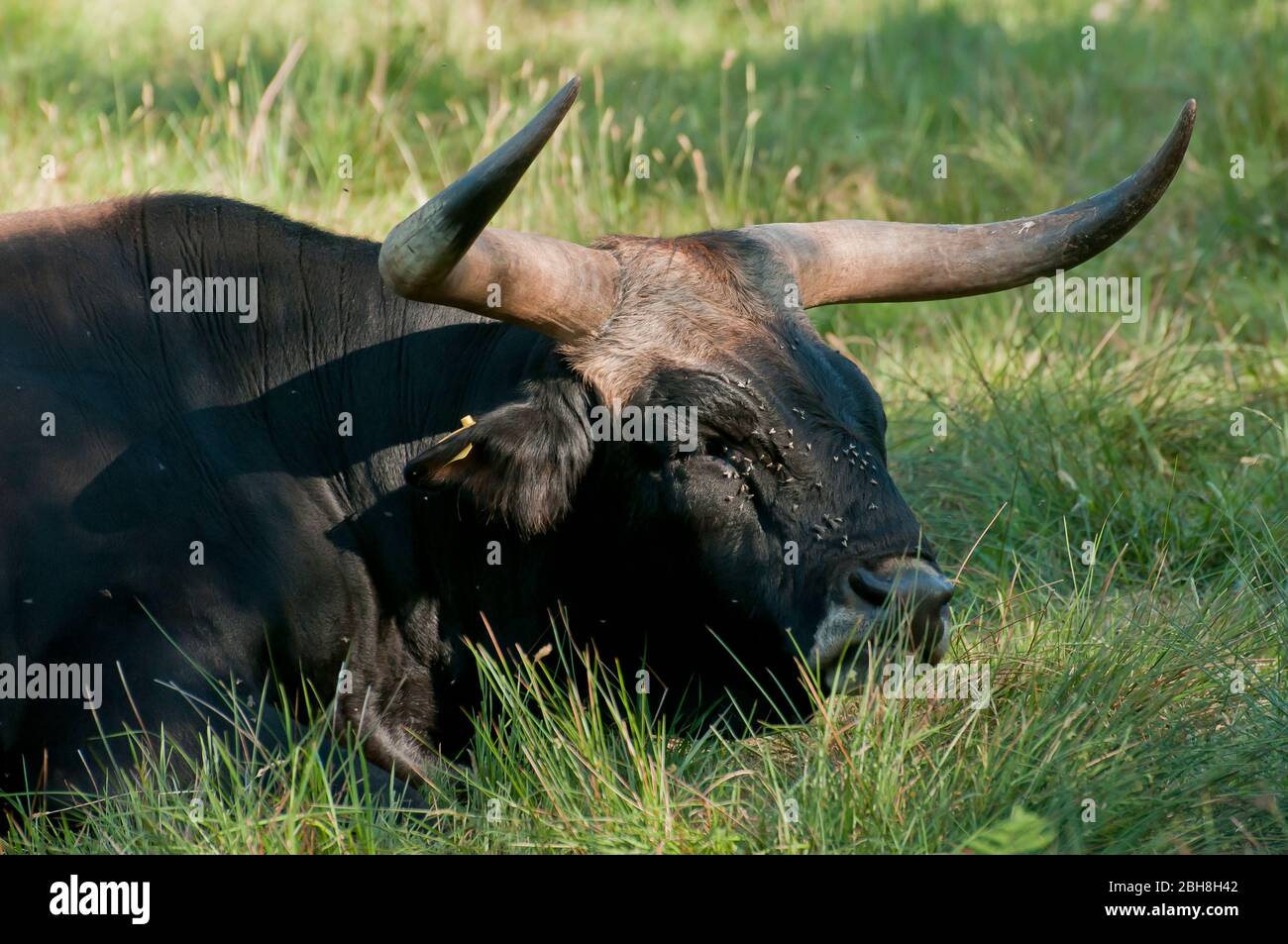 Urus hires stock photography and images Alamy