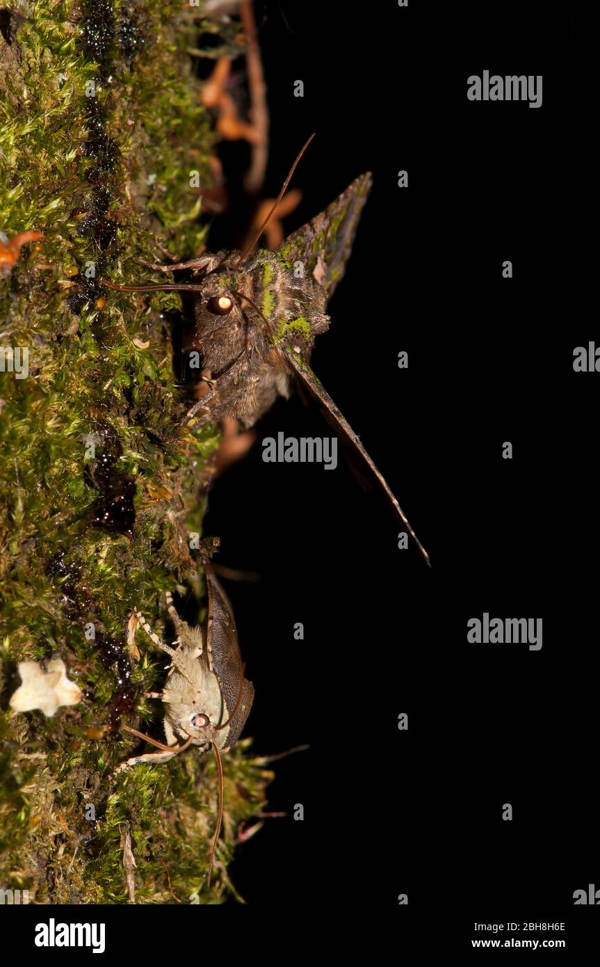Orache Moth, Trachea atriplicis, sitting on mossy bark, Bavaria, Germany Stock Photo