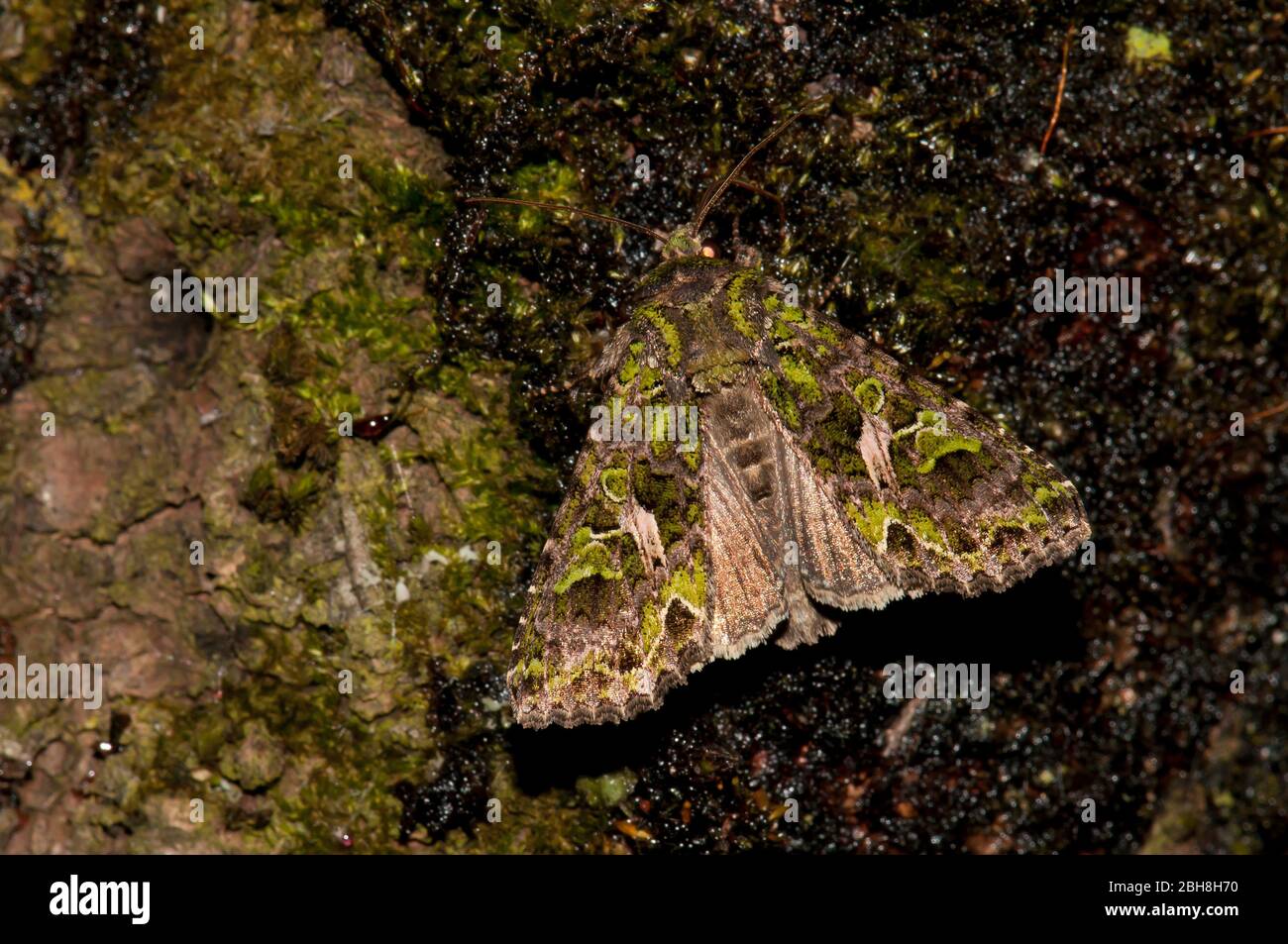 Orache Moth, Trachea atriplicis, sitting on mossy bark, Bavaria, Germany Stock Photo
