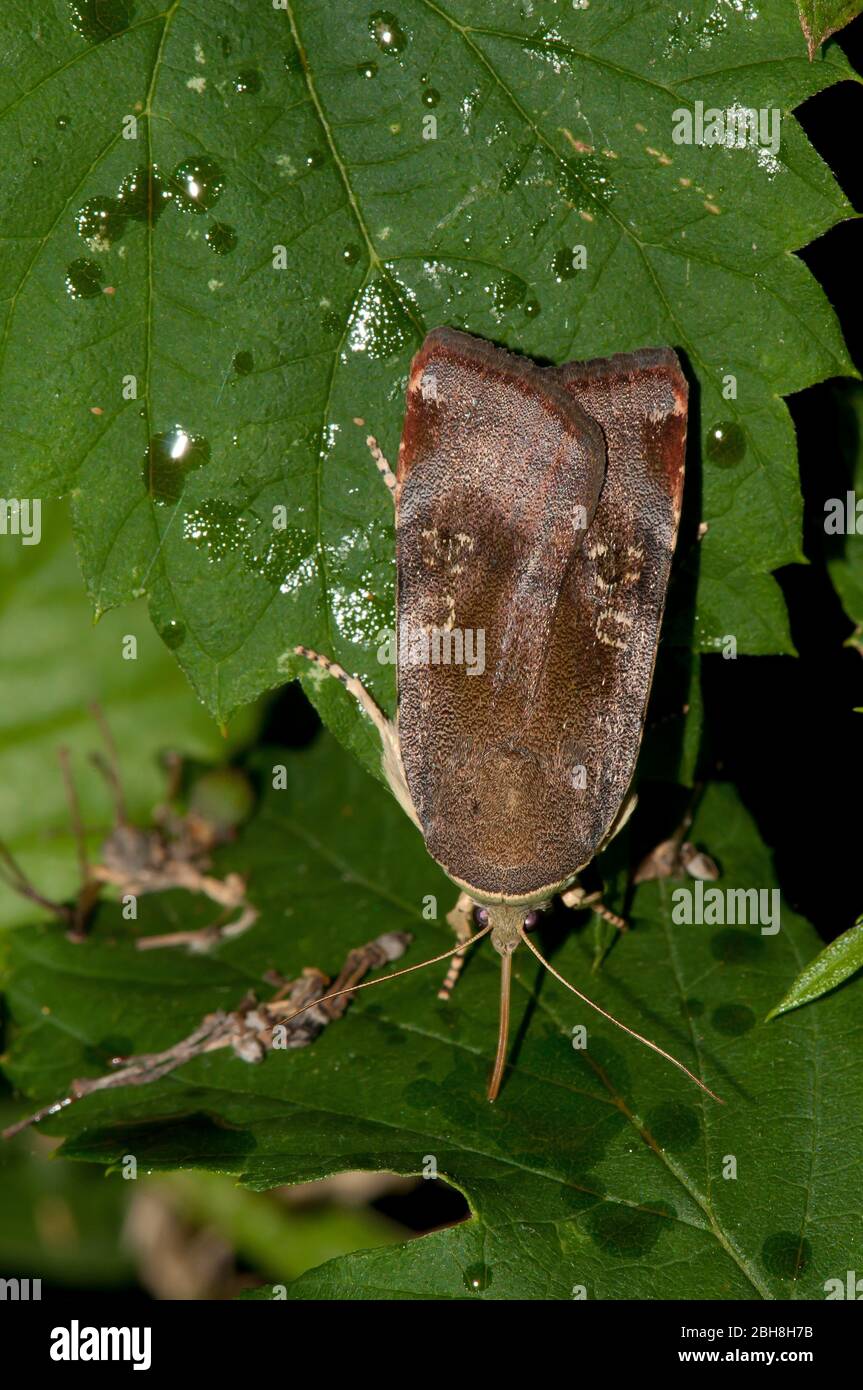 Lesser broad-bordered yellow underwing, Noctua janthe, sitting on leaves, sucking at bait, Bavaria, Germany Stock Photo