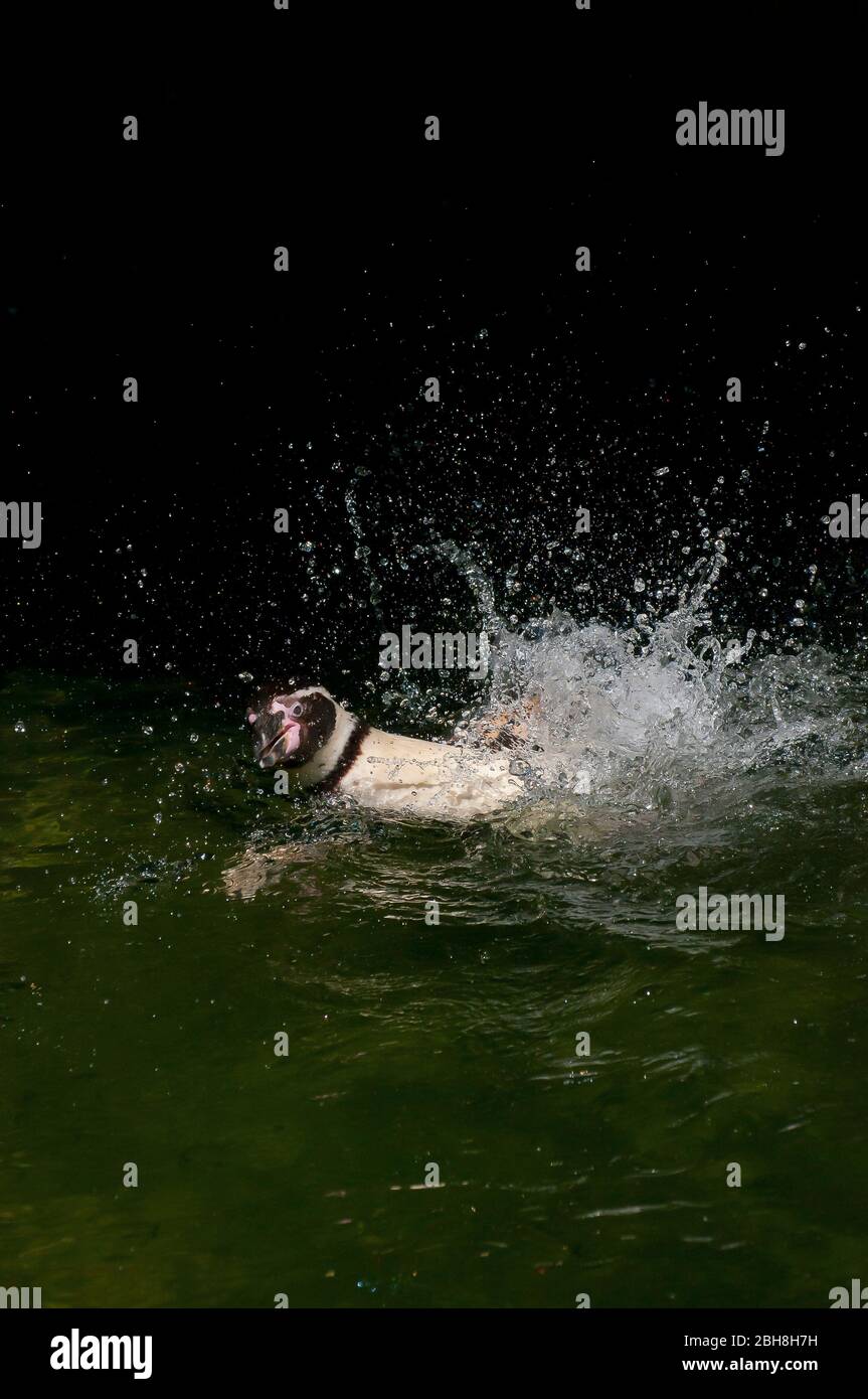 Humboldt Penguin, Spheniscus humboldti, is splashing through dark green water, Zoo, Bavaria, Germany Stock Photo