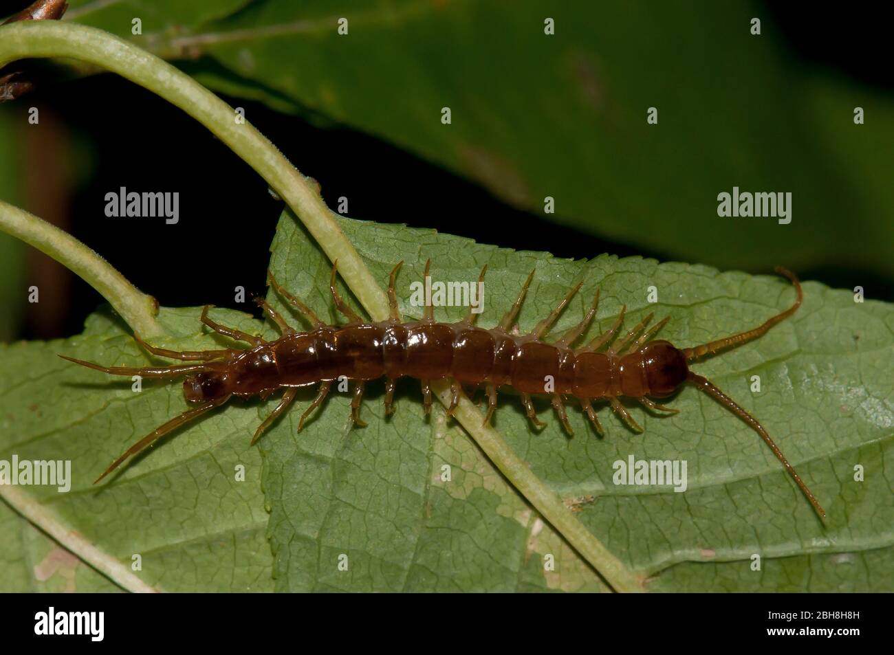 Common centipede, Lithobius forficatus, crawling on leaf underside, Bavaria, Germany Stock Photo