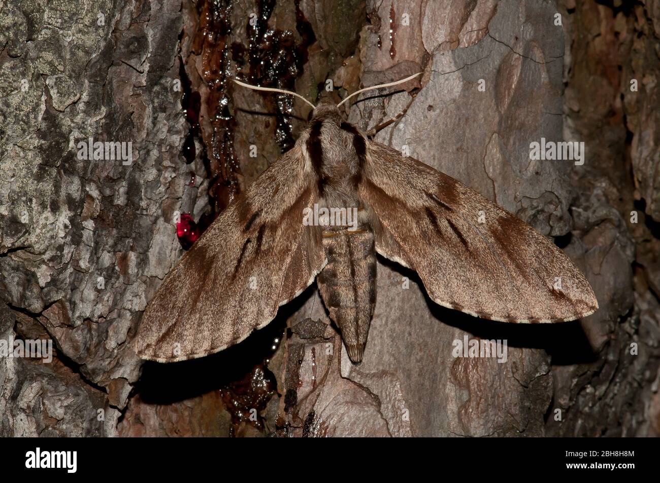 Pine hawk-moth, Sphinx pinastri, sitting at a trunk, sucking at bait, Bavaria, Germany Stock Photo
