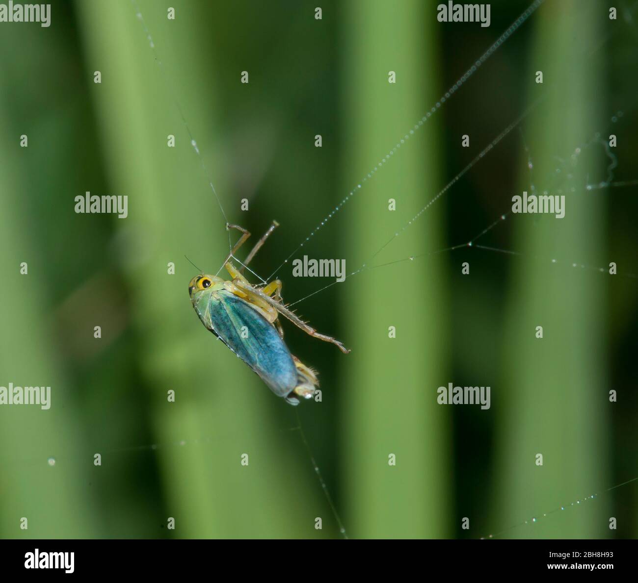 Green leafhoppers, Cicadella viridis, Tettigella viridis, caught in spider web, Bavaria, Germany Stock Photo
