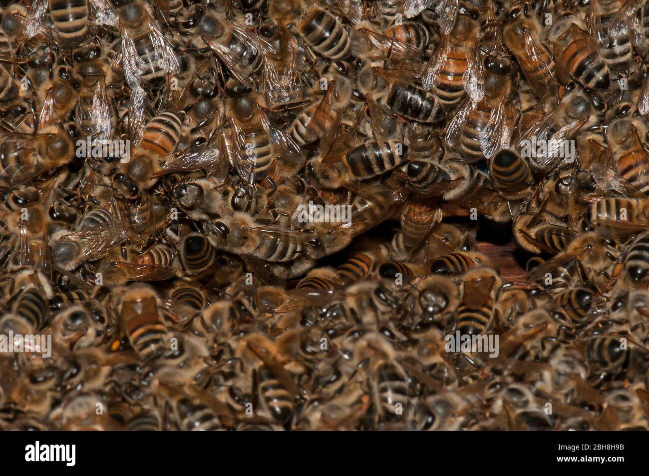 Beehive, Apiformes or Anthophila, entrance, Bavaria, Germany Stock Photo