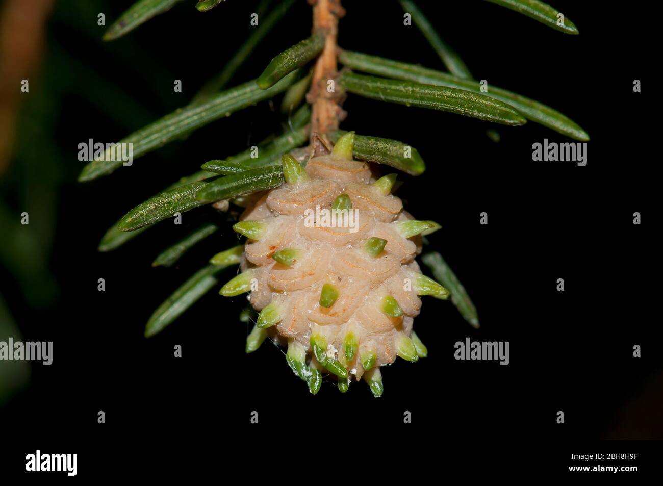 Norway spruce, Picea abies, cones, at the tip of a branch with needles, Bavaria, Germany Stock Photo