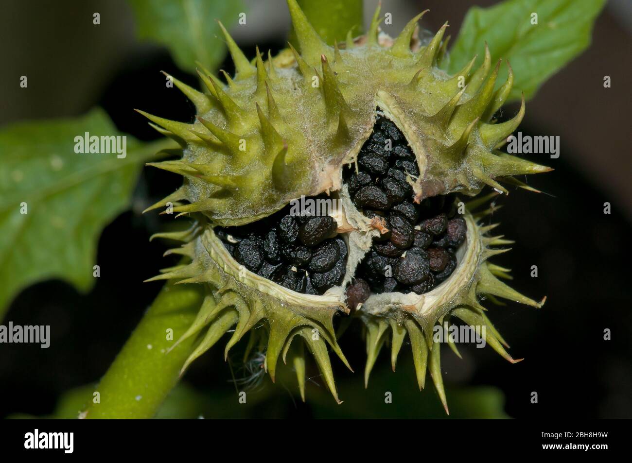 Common Datura Datura Stramonium Open Fruit With Seeds Lateral Bavaria Germany Stock Photo Alamy Common Datura Datura Stramonium Open Fruit With Seeds Lateral Bavaria Germany Stock Photo Alamy