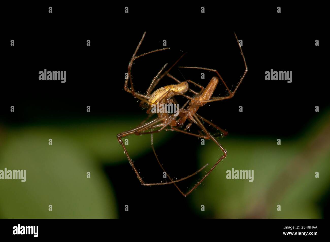 Common spider-spider, Tetragnatha extensa, hanging from a thread while mating, Bavaria, Germany Stock Photo