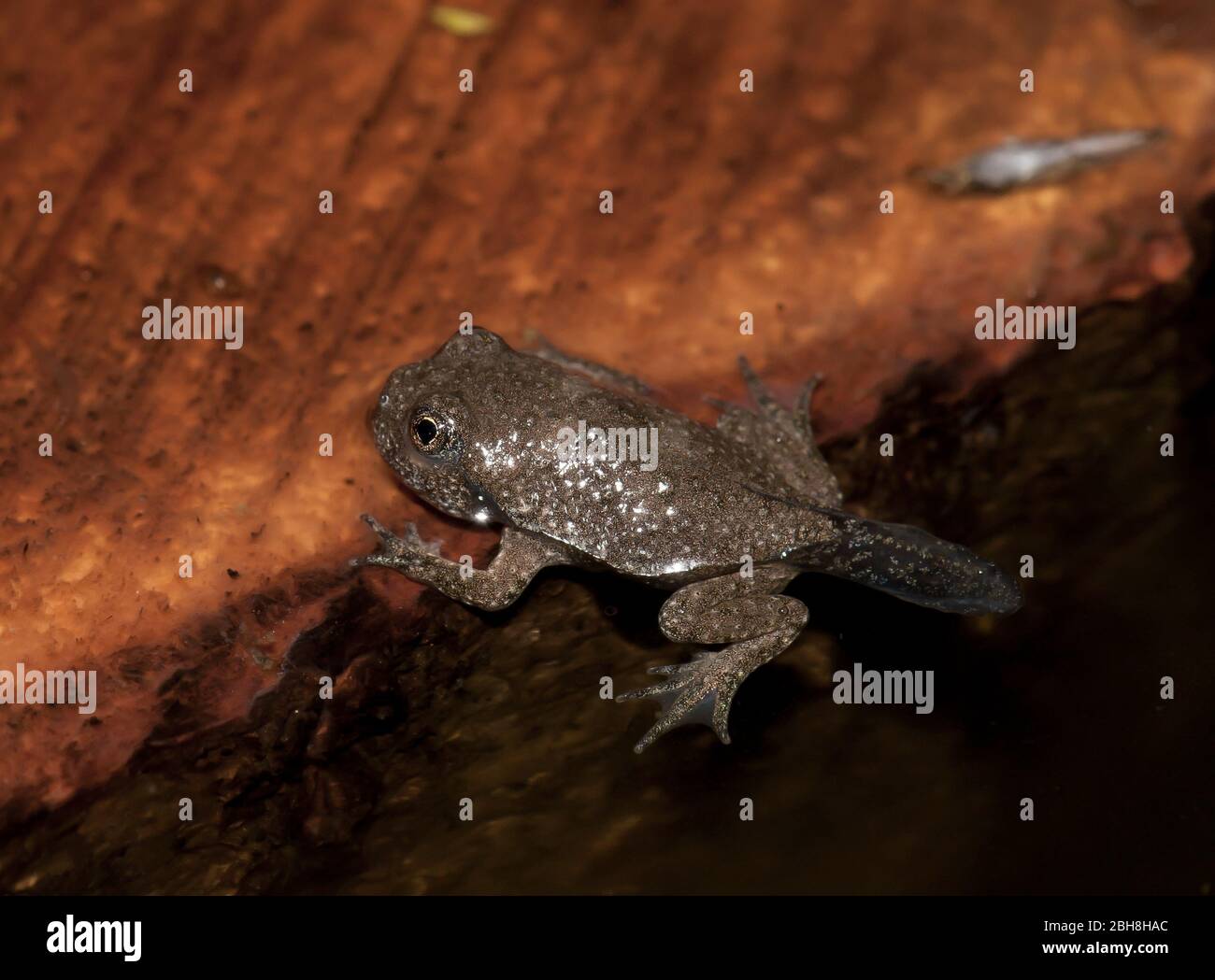 Yellow-bellied toad, Bombina variegata, young frog, with rowing tail, in water, Bavaria, Germany Stock Photo