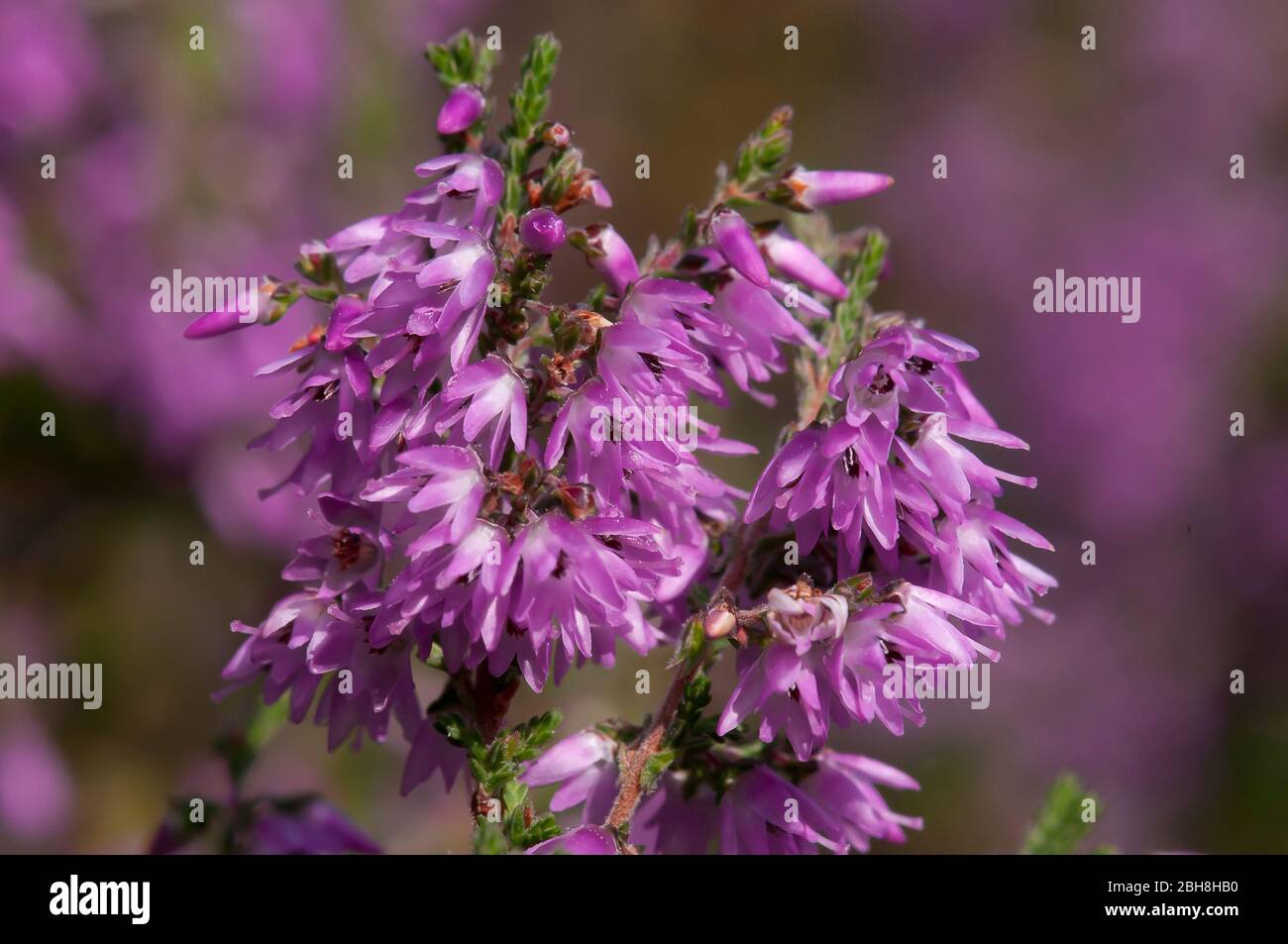 Common heather, Calluna vulgaris, blossoms, in swamp, Bavaria, Germany Stock Photo