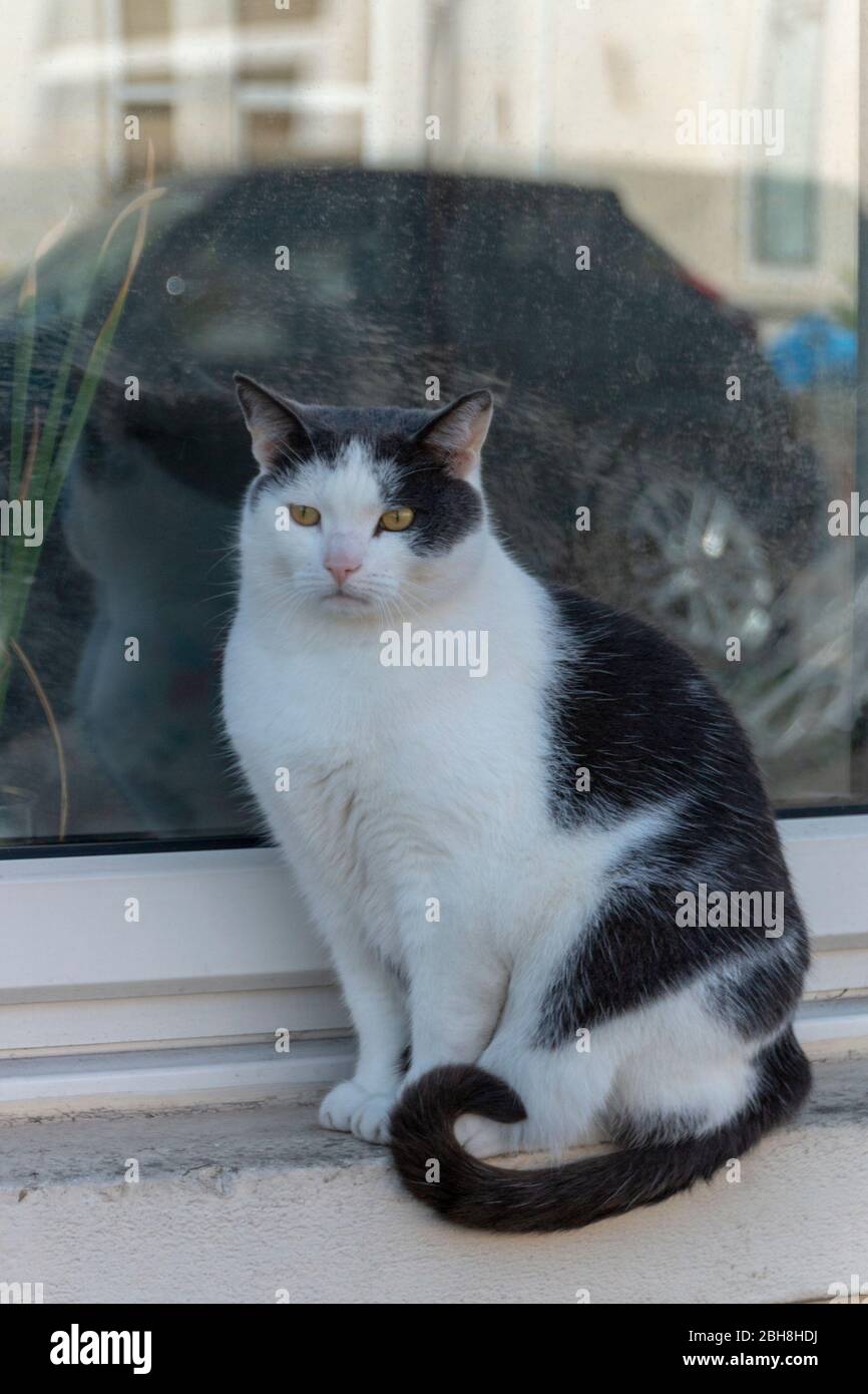 a close up view of a black and white cat sitting infront of the window ...