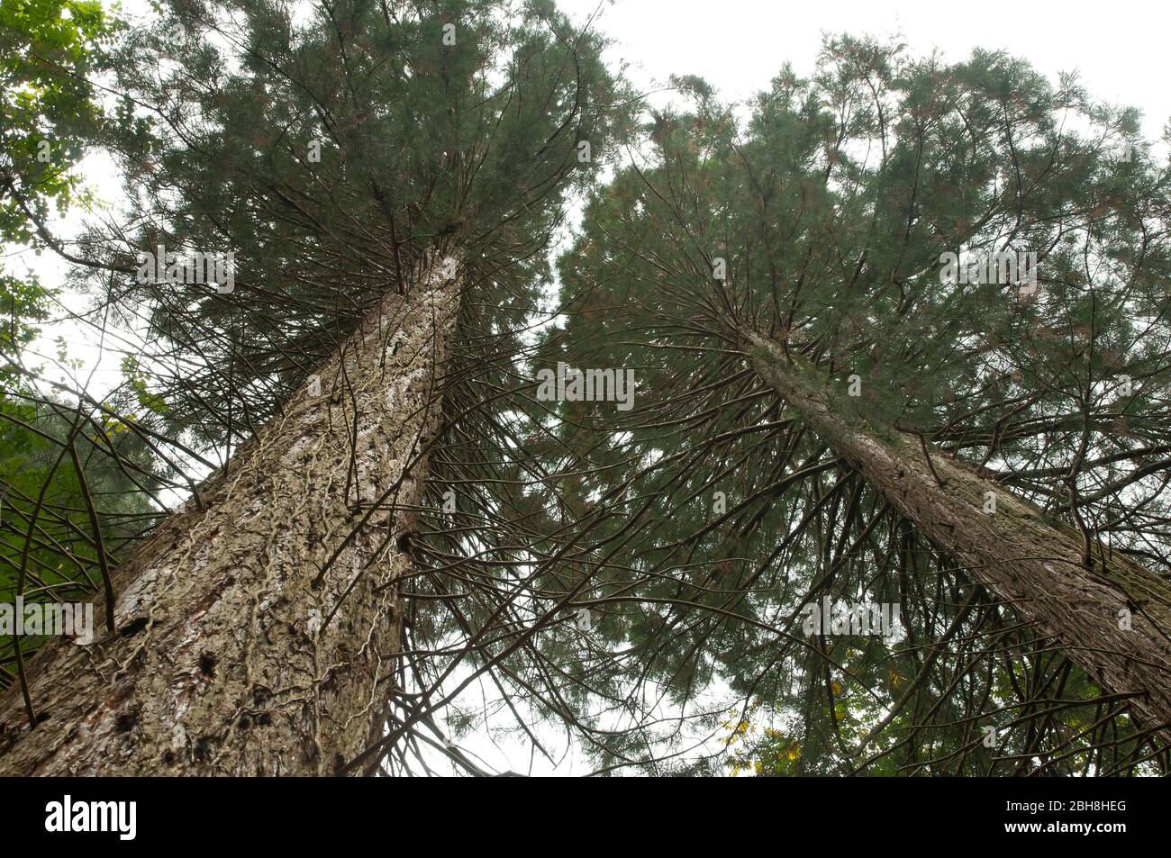 Mountain redwoods, Sequoioideae, in the botanical forest, Grafrath ...
