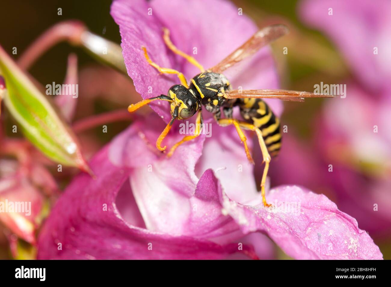 European paper wasp, Polistes dominula, Polistes gallica, in bloom of spring-herb, sucking nectar, Bavaria, Germany Stock Photo