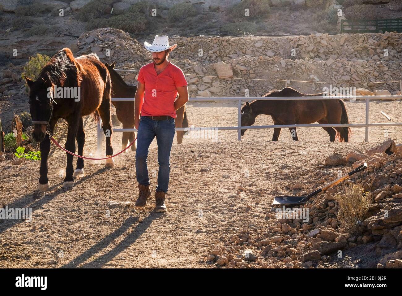 Red shirt cowboy farmer man working with horses in outdoor country side place - nice alternative free lifestyle for people enjoying the nature and the animals Stock Photo