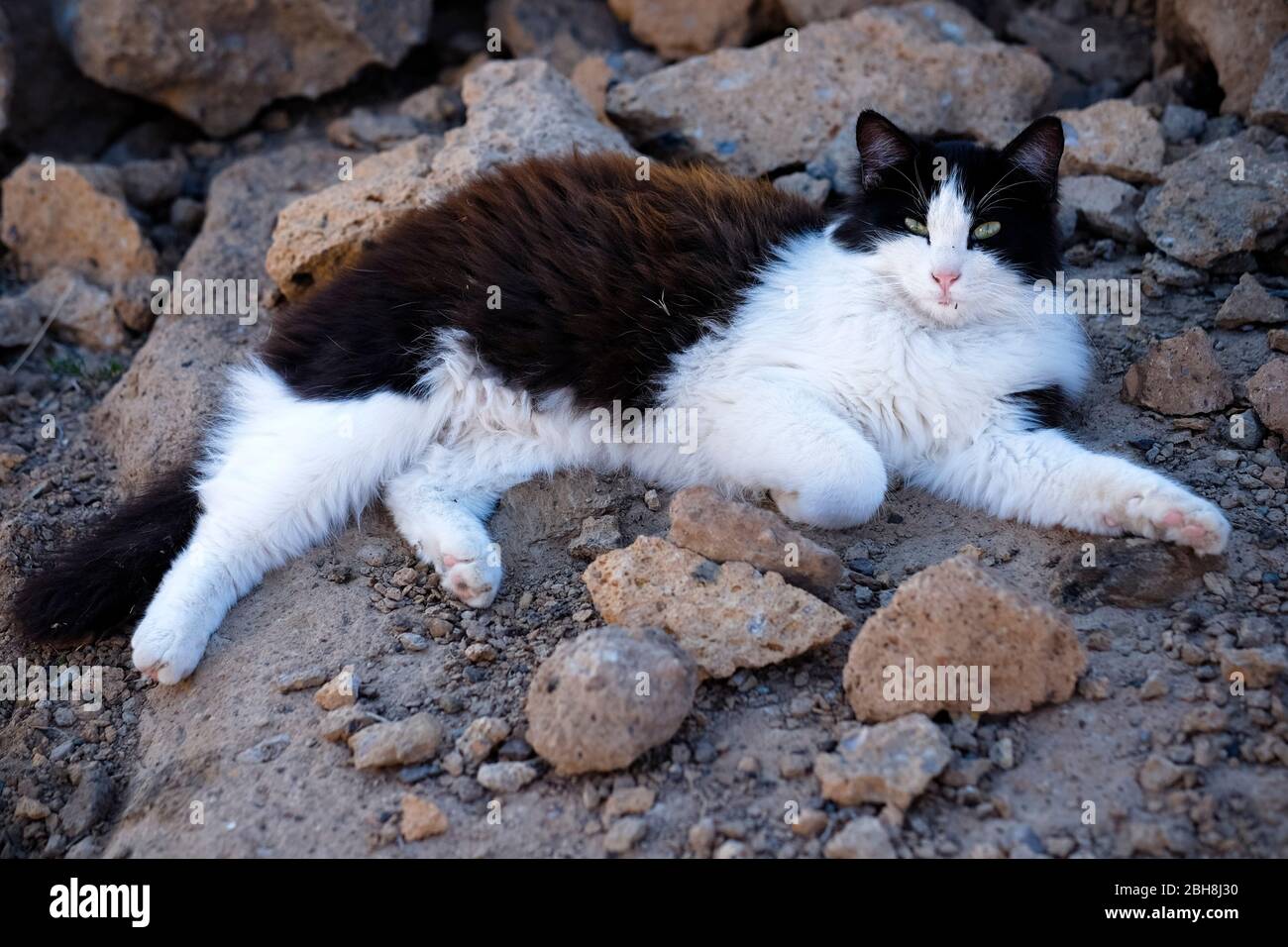 Black and white lazy cat laying on the rocks resting and looking at the ...